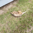 Dead Armadillo.jpg