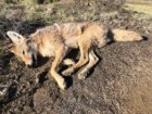 coyote kill 92.jpg