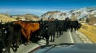 hwy 75 cattle drive.jpg