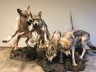 wolves 1.JPG