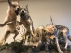 wolves 2.JPG