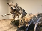 wolves 3.JPG