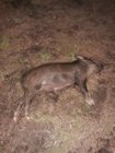 dead pig 28 June 2020.jpg