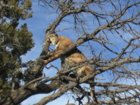 AZ mountain lion in tree.JPG