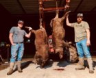 sloanhogs2.jpg