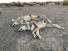coyote kills 93-94 small.jpg