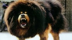 Tibetan Mastiff.jpg
