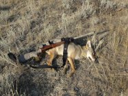 coyote kill 12 with 222.JPG