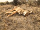 coyote kill 95.jpg