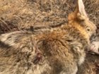 coyote kill 96.jpg
