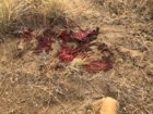 coyote kill 96 exit.jpg