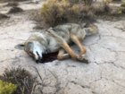coyote kill 97.jpg