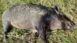 oct hog.jpeg