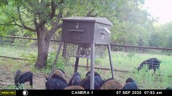 pigs NE Corner.JPG