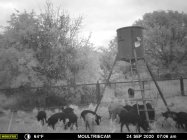 pigs sputnik.JPG