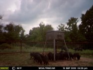 pigs South.JPG