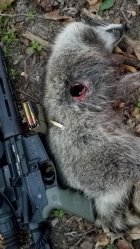 groundhog3.jpeg