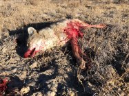 coyote kill 99.jpg