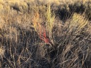 coyote kill 100 blood trail small.jpg