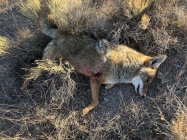 coyote kill 100 small.jpg