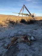 coyote kill 100 with Atlas Tactical and Bog-Pod small.jpg