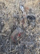 coyote kill 101 blood freezing on rock.jpg