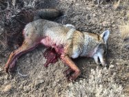 coyote kill 101.jpg