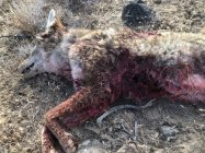 coyote kill 101 exit wound.jpg