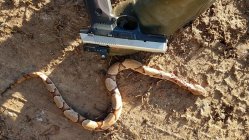 copperhead rd.jpeg
