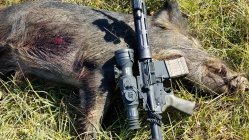 boar2 11.01.20.jpeg