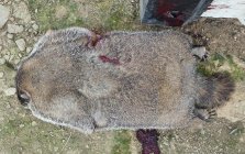 14.5 pounder.jpg