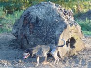 Big burl bluetick.JPG