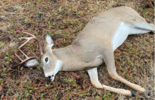 deer01.PNG deer01.PNG