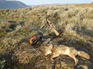 coyote kill 14.JPG