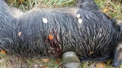 11.09.20 boar.jpeg