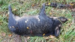 11.09.2020 boar.jpeg