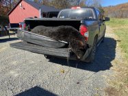 BEAR-RESIZE-2.jpg