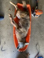 COYOTE-2.jpg