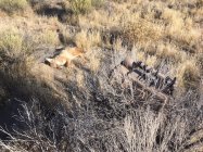 coyote kill 84 with Revolt.JPG