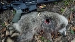 raccoon300BLK.jpeg