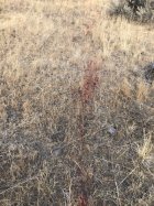 coyote kill 101 blood trail.jpg