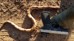 copperhead1.jpeg