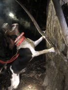 Rocky on a big tree.JPG