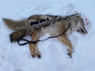 2020 yote.jpg
