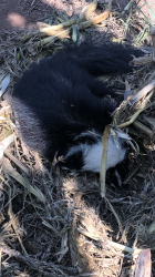 EE6BF70D-9A85-405B-A731-3089AF2B61E6.png EE6BF70D-9A85-405B-A731-3089AF2B61E6.png