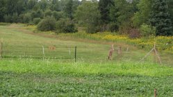 IMG_1049 copy.JPG
