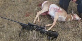 Antelope doe VZ24 7mmRM Kales 10-8-2011.jpg