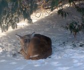 Backyard Visitor 2.jpg