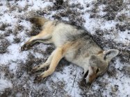 coyote  kill 108.jpg