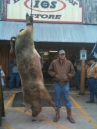 Big Pig Texas.jpg